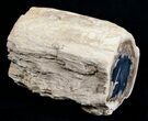 Blue Forest Petrified Wood Limb Section - / lbs #3279-3